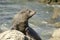 Fur Seal on watch duty