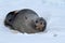 Fur seal which lies on the ice of the Antarctic beach