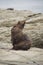 Fur Seal yawning on rocks