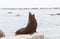 Fur seal yawning on the shore, Kaikoura