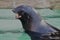 Fur seals animals in green water