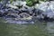 Fur seals Arctocephalus forsteri colony in Milford Sound