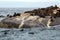 Fur seals Arctocephalus pusillus at Duiker Island, Hout Bay, South Africa