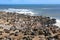 Fur seals cape cross namibia