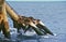 Fur seals form a colony resting on a support strut on an offshore platform.