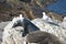 Fur Seals at Kangaroo Island