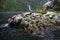 Fur Seals, Milford Sound, Fiordland National Park, South Island, New Zealand