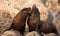 Fur Seals Playing