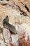 Fur seals (sea lions) sunbathing on the Ballestas Islands red cliffs, in Peru