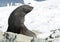 Fur seals sitting on a rock on the beach.