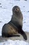 Fur seals sitting on a rock on the beach Antarctic