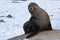 Fur seals sitting on the rocks