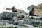 Fur seals sitting on rocks in Antarctica