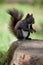 Fur squirrel close-up on stump, grass background