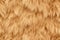 Fur texture background, light brown pattern of fluffy animal skin close-up
