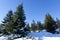 Fur trees crowns covered with snow in winter forest