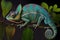 Furcifer pardalis chameleon, a native of Madagascar
