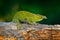 Furcifer willsii, Canopy Wills chameleon, sitting on the branch in forest habitat. Exotic beautiful endemic green reptile with