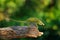 Furcifer willsii, Canopy Wills chameleon, sitting on the branch in forest habitat. Exotic beautiful endemic green reptile with