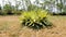 Furcraea foetida also known as Mauritius hemp, Giant cabuya, Green aloe, Maguey