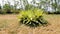 Furcraea foetida also known as Mauritius hemp, Giant cabuya, Green aloe, Maguey, Sisal