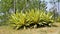 Furcraea foetida also known as Mauritius hemp, Giant cabuya, Green aloe, Maguey, Sisal