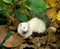 FURET mustela putorius furo