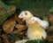 FURET mustela putorius furo