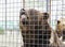 Furious brown bear,Safari Park Taigan, Crimea