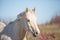 Furious Palomino horse closeup