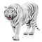 Furious white tiger