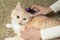 Furminator combing a cute creamy British cat. Pet care, grooming concept