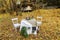 Furniture table setting in nature in the fall in the