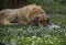 A furred street dog sleeping on the grass full of flowers