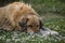 A furred street dog sleeping on the grass full of flowers