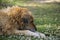 A furred street dog sleeping on the grass full of flowers