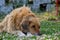 A furred street dog sleeping on the grass full of flowers