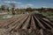 Furrow rows in organic field prepared for planting potatoes manually. Organic farming.