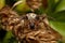 Furrow spider Larinioides cornutus or furrow orb spider, foliate spider