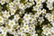 Furrowed saxifrage, Saxifraga exarata