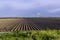 Furrows of the earth extending vertically into the distance on a spring field