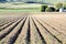 Furrows in a newly planted potato field.