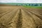 Furrows rows in a plowed field prepared for planting potatoes crops in spring.