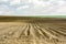 Furrows rows in a plowed field prepared for planting potatoes crops in spring.