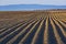 Furrows rows in potatoes field