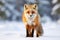 Furry animal red fox, vulpes vulpes, on snow in winter