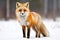 Furry animal red fox, vulpes vulpes, on snow in winter