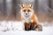 Furry animal red fox, vulpes vulpes, on snow in winter