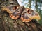 The Furry Antennae of the Emperor Moth