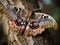 The Furry Antennae of the Emperor Moth